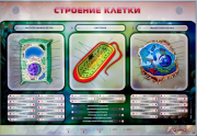 Стенды для кабинета биологии - «globural.ru» - Волгодонск