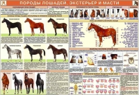 Комплект плакатов "Служебное коневодство" - «globural.ru» - Волгодонск