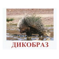 Карточки Домана "Дикие животные-3" - «globural.ru» - Волгодонск
