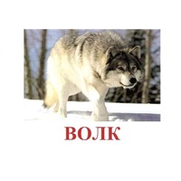 Карточки Домана "Дикие животные-1" - «globural.ru» - Волгодонск