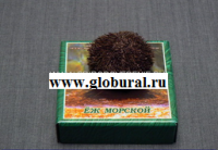 Сухой препарат "Еж морской" - «globural.ru» - Волгодонск