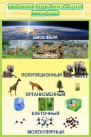 Стенд "Уровни организации живого" - «globural.ru» - Волгодонск