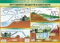 Таблица Круговорот веществ в биосфере 1000*700 винил - «globural.ru» - Волгодонск