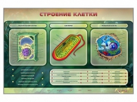 Электрифицированный стенд "Строение клетки" с маркерными полями - «globural.ru» - Волгодонск