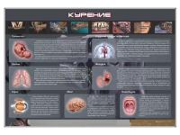 Стенд "Курение" (вариант 1) - «globural.ru» - Волгодонск
