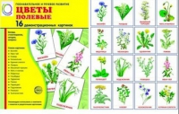 Демонстрационные карточки "Цветы полевые" - «globural.ru» - Волгодонск