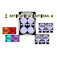 Модель-аппликация "Биосинтез белка" (ламинированная) - «globural.ru» - Волгодонск