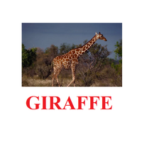 "Wild Animals-1" ("Дикие животные-1") английские карточки Домана - «globural.ru» - Волгодонск