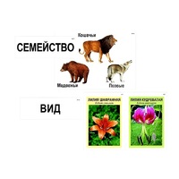 Модель-аппликация "Классификация растений и животных" (ламинированная) - «globural.ru» - Волгодонск