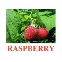 "Berries-1" ("Ягоды-1") английские карточки Домана - «globural.ru» - Волгодонск