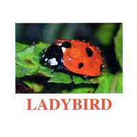 "Insects" ("Насекомые") английские карточки Домана - «globural.ru» - Волгодонск