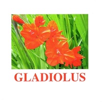 "Flowers-1" ("Цветы-1") английские карточки Домана - «globural.ru» - Волгодонск