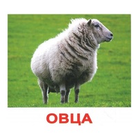 .Карточки Домана "Домашние животные" - «globural.ru» - Волгодонск