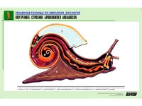 Рельефная таблица "Внутреннее строение брюхоногого моллюска" (формат А1, матовое ламинир.) - «globural.ru» - Волгодонск