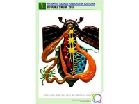 Рельефная таблица "Внутреннее строение жука" (формат А1, матовое ламинир.) - «globural.ru» - Волгодонск