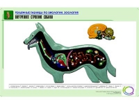 Рельефная таблица "Внутреннее строение собаки" (формат А1, матовое ламинир.) - «globural.ru» - Волгодонск