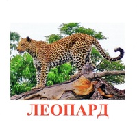 Карточки Домана "Дикие животные-2" - «globural.ru» - Волгодонск