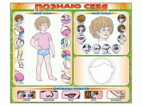 Стенд маркерный "Познаю себя" (тело, голова, органы чувств) - «globural.ru» - Волгодонск
