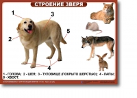 Ознакомление с окружающим миром. 1-4 класс. Комплект таблиц. Наглядные пособия для начальной школы, учебные пособия - «globural.ru» - Волгодонск