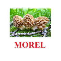 "Mushrooms" ("Грибы") английские карточки Домана - «globural.ru» - Волгодонск