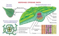 Плакаты и таблицы по биологии - «globural.ru» - Волгодонск