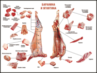 Правила разделки мясных туш "Баранина и ягнятина" 1000*1400 винил - «globural.ru» - Волгодонск