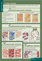 Биология 8-9 класс. Человек. (комплект таблиц) - «globural.ru» - Волгодонск
