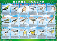 Таблица Птицы России из  4 листов в комплекте 1000*1400 винил	 - «globural.ru» - Волгодонск