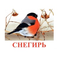 Карточки Домана "Птицы-1" - «globural.ru» - Волгодонск