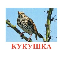 Карточки Домана "Птицы-3" - «globural.ru» - Волгодонск