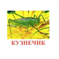Карточки Домана "Насекомые" - «globural.ru» - Волгодонск