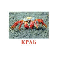 Карточки Домана "Подводный мир" - «globural.ru» - Волгодонск
