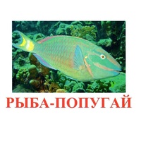 Карточки Домана "Рыбы" - «globural.ru» - Волгодонск