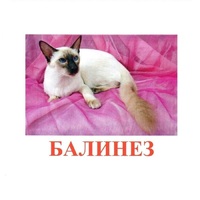 Карточки Домана "Породы кошек" - «globural.ru» - Волгодонск