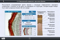 Интерактивные курсы. Биология 5 класс. Расширенный - «globural.ru» - Волгодонск