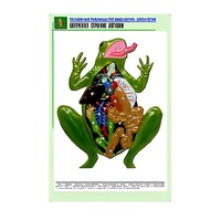Рельефная таблица "Внутреннее строение лягушки" (формат А1, матовое ламинир.) - «globural.ru» - Волгодонск