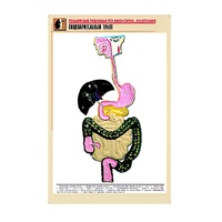 Рельефная таблица "Пищеварительный тракт" (формат А1, матовое ламинир.) - «globural.ru» - Волгодонск
