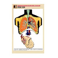 Рельефная таблица "Строение легких" (формат А1, матовое ламинир.) - «globural.ru» - Волгодонск