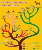 Стенд "Развитие животного мира на земле" - «globural.ru» - Волгодонск