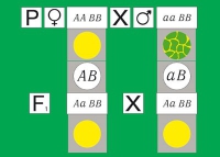 Модель-аппликация Дигибридное скрещивание. Законы Менделя. (набор из 84 карт) - «globural.ru» - Волгодонск