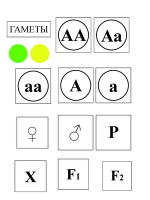Модель-аппликация Моногибридное скрещивание и его цитологические основы - «globural.ru» - Волгодонск