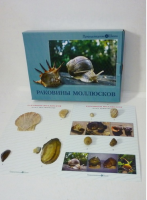 Коллекция "Раковины моллюсков" (вариант 2) - «globural.ru» - Волгодонск