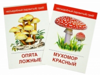 Раздаточные карточки "Грибы съедобные и не съедобные" - «globural.ru» - Волгодонск