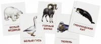 Раздаточные карточки "Животные холодных широт" - «globural.ru» - Волгодонск