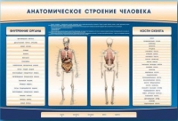 Электрифицированный стенд-тренажер c макетом скелета "Анатомическое строение человека" - «globural.ru» - Волгодонск