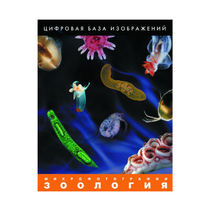 Зоология. Микрофотографии. (Цифровая база изображений) - «globural.ru» - Волгодонск