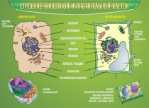 Стенд "Строение животной и растительной клеток" - «globural.ru» - Волгодонск