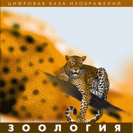 Зоология. (Цифровая база изображений) - «globural.ru» - Волгодонск
