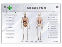 Электрифицированный стенд-тренажер "Скелетон" - «globural.ru» - Волгодонск
