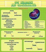 Стенд "От клетки до организма" - «globural.ru» - Волгодонск